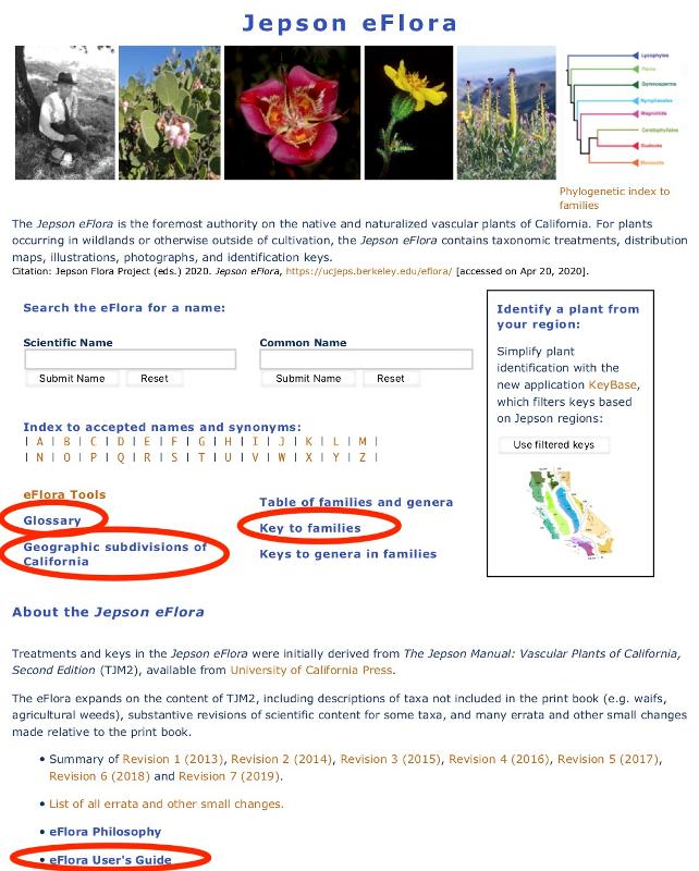 Image of Jepson eFlora main page